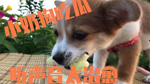 娱乐吃瓜酱送小狗