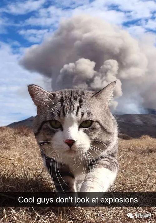 娱乐吃瓜猫捉鸟,一场趣味横生的捉鸟大戏
