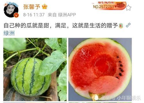 娱乐圈吃瓜是什么